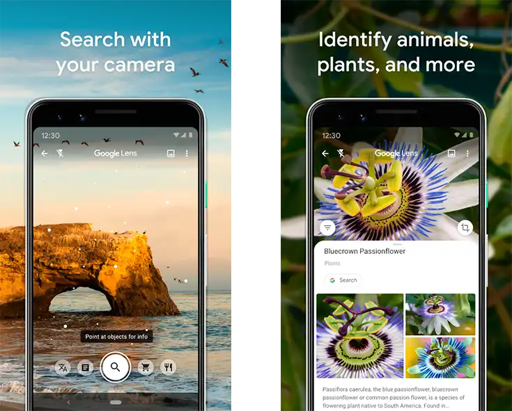 Google Lens scanning plants through the camera