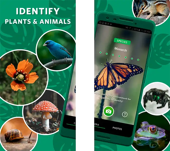 Friendly Seek by iNaturalist app exploring flora